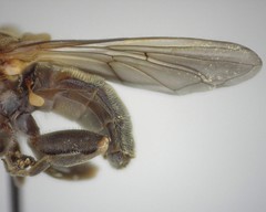 Brachyopa vacua