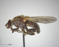 Brachyopa vacua