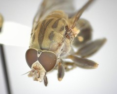 Brachyopa vacua