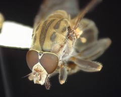 Brachyopa vacua