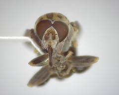 Brachyopa vacua