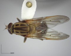 Brachyopa vacua