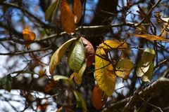 Quercus × dysophylla