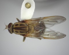 Brachyopa vacua