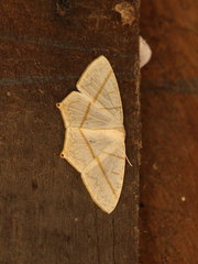 Brachurapteryx breviaria