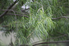 Salix nigra