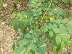 Cipadessa baccifera