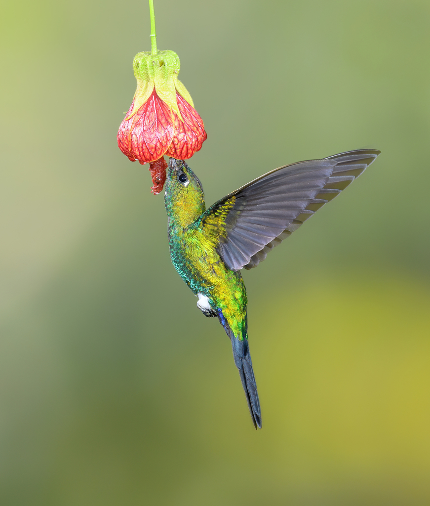 Sapphire-vented Puffleg (Eriocnemis luciani) photo