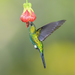 Sapphire-vented Puffleg - Photo (c) Morten Ross, some rights reserved (CC BY-NC), uploaded by Morten Ross