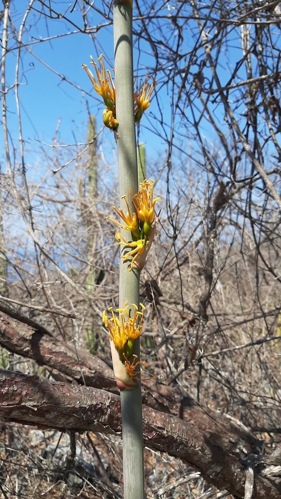 Agave kristenii