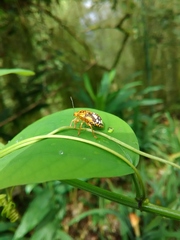 Chinavia marginata