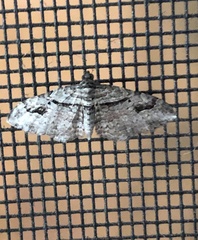 Costaconvexa