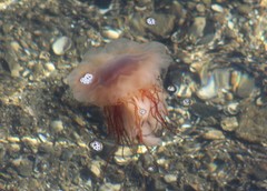 Cyanea fulva
