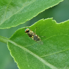 Euparyphus cinctus