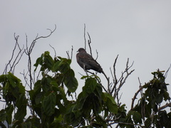 Patagioenas inornata