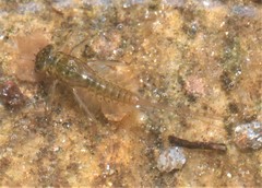 Cinygmula subaequalis