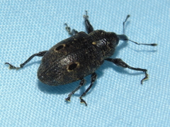 Heilus bioculatus