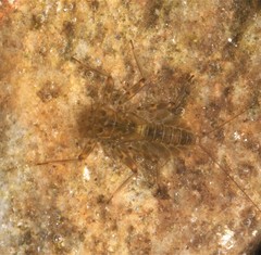 Epeorus fragilis