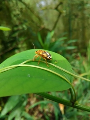 Chinavia marginata