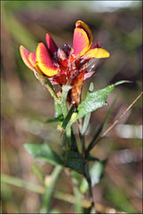 Pultenaea sericea