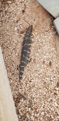 Tiliqua