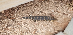 Tiliqua
