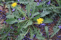 Taraxacum officinale