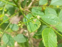 Cipadessa baccifera