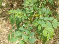 Cipadessa baccifera