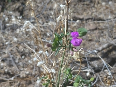 Dicliptera resupinata