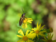 Tesolasomus trivittatus