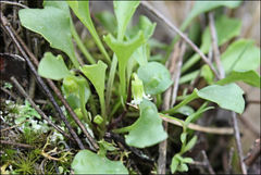 Viola cleistogamoides