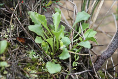 Viola cleistogamoides
