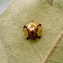 Aspidimorpha quadriradiata