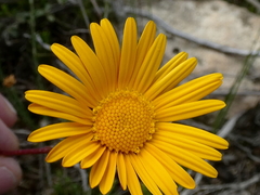 Ursinia dentata