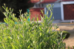 Angiospermae
