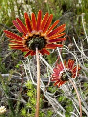 Ursinia dentata