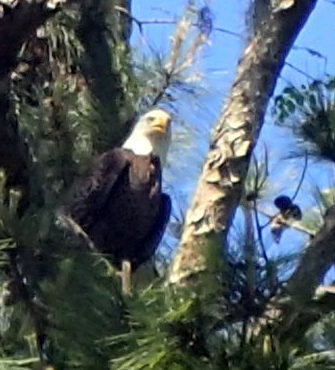 Haliaeetus leucocephalus image