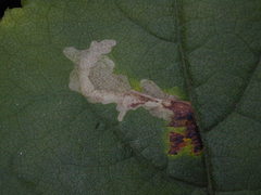 Scrobipalpula manierreorum