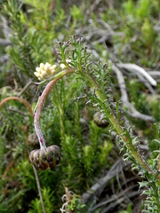 Ursinia dentata