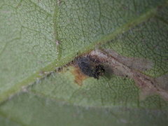 Scrobipalpula manierreorum