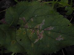 Scrobipalpula manierreorum