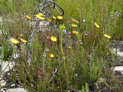Ursinia dentata