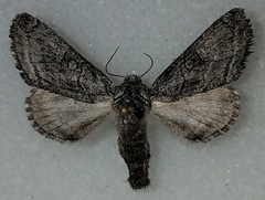 Pseudopanthea palata