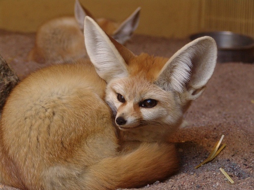Fennec Fox