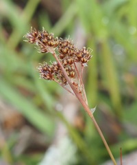 Luzula bulbosa