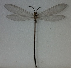 Brachynemurus