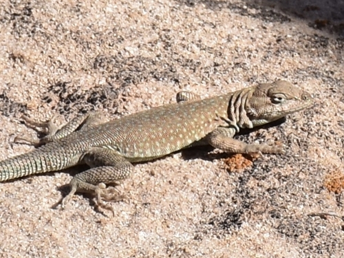Colorado Side-blotched Lizard