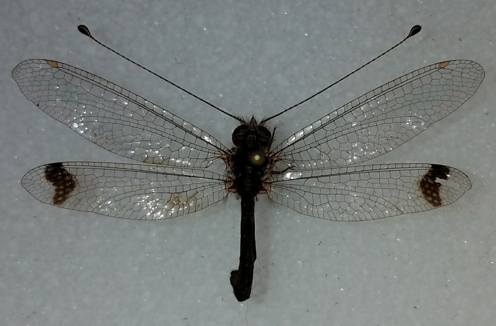 Ululodes bicolor