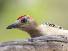 Melanerpes rubricapillus